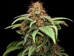 sm_hemptonic