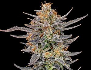 sm_kush_hemp
