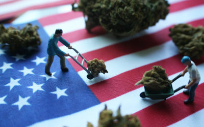 What Do Federal Regulations Mean for 2020’s Hemp Crop — and Beyond?