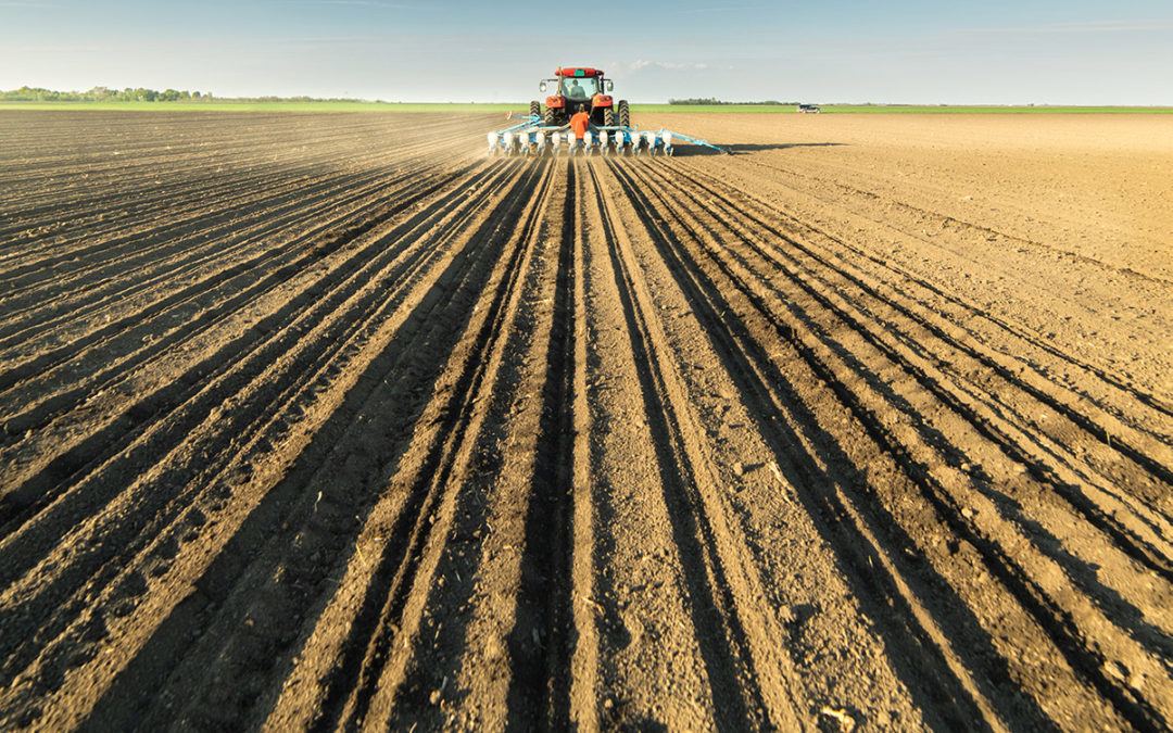 Pros and Cons of Directly Sowing Hemp Seeds