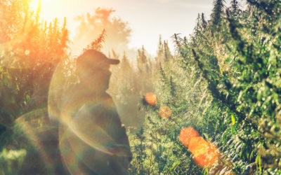 How to Avoid ‘Hot Hemp’