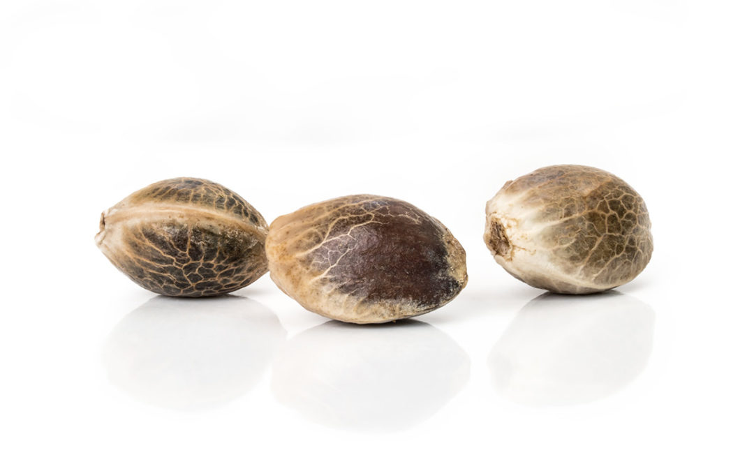 3 Important Considerations When Choosing CBD Hemp Seed