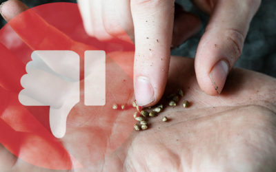 8 Mistakes to Avoid When Growing Feminized Hemp Seeds