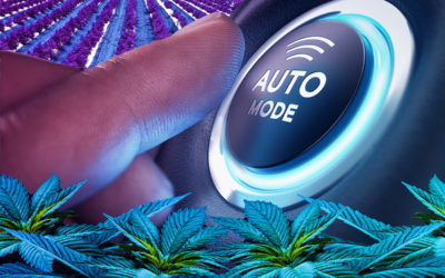 5 Benefits of Autoflower Hemp