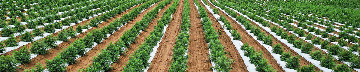 field full of autoflower hemp