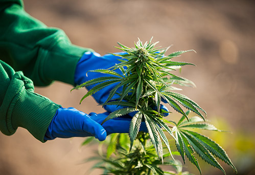 hands examining autoflower hemp