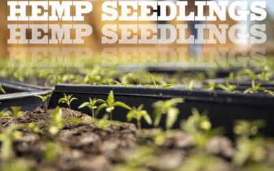4 Tips for Growing Hemp Seed Starts