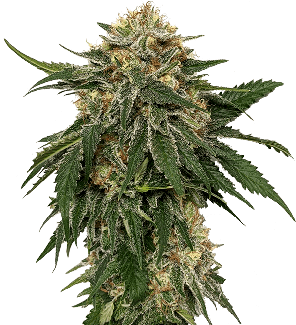 og-kush-hemp-2